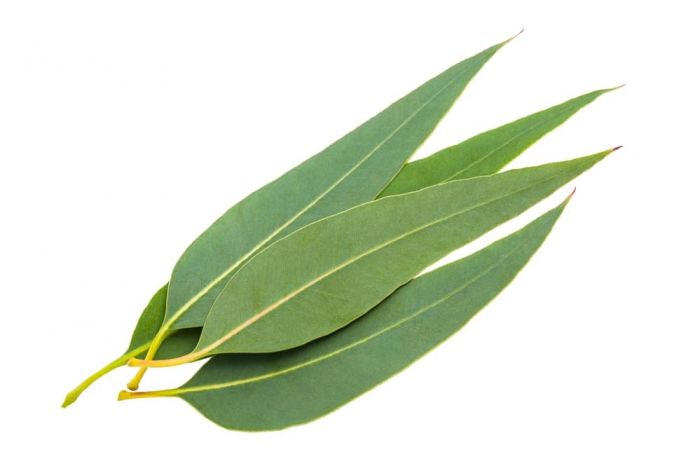 11 All Natural Joint Pain Relief Remedies - Eucalyptus